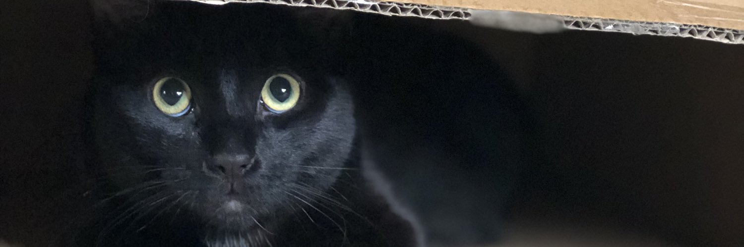 bravelittletovester banner