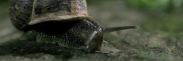 SlugmanOctavio Profile Banner