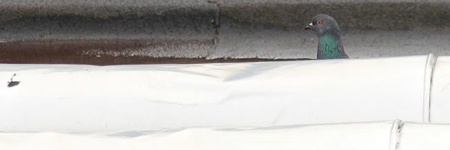 Rising Tide Concerts banner