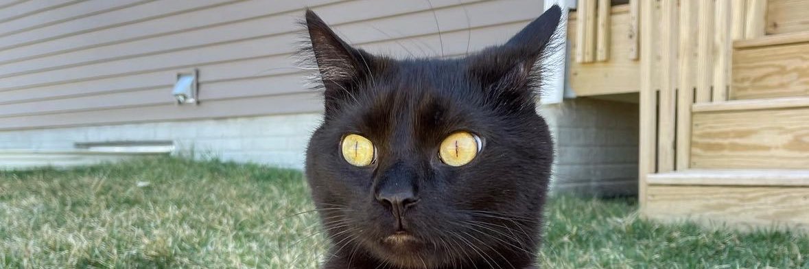catdadtyler's profile banner image