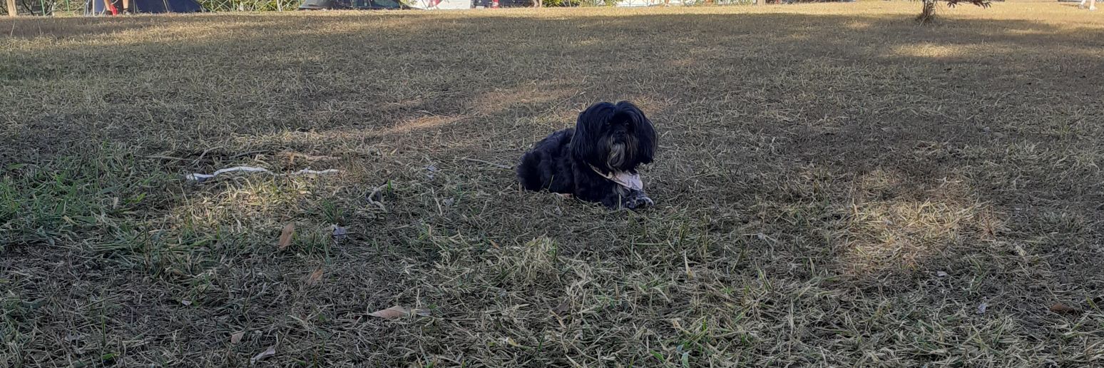 Zumi boladinha banner