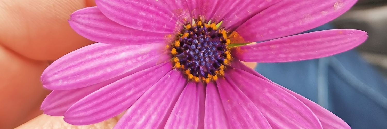 𝓓𝓮𝓷𝓲𝓼 𝓥𝓲𝓵𝓵𝓪𝓻𝓻𝓮𝓪𝓵 banner