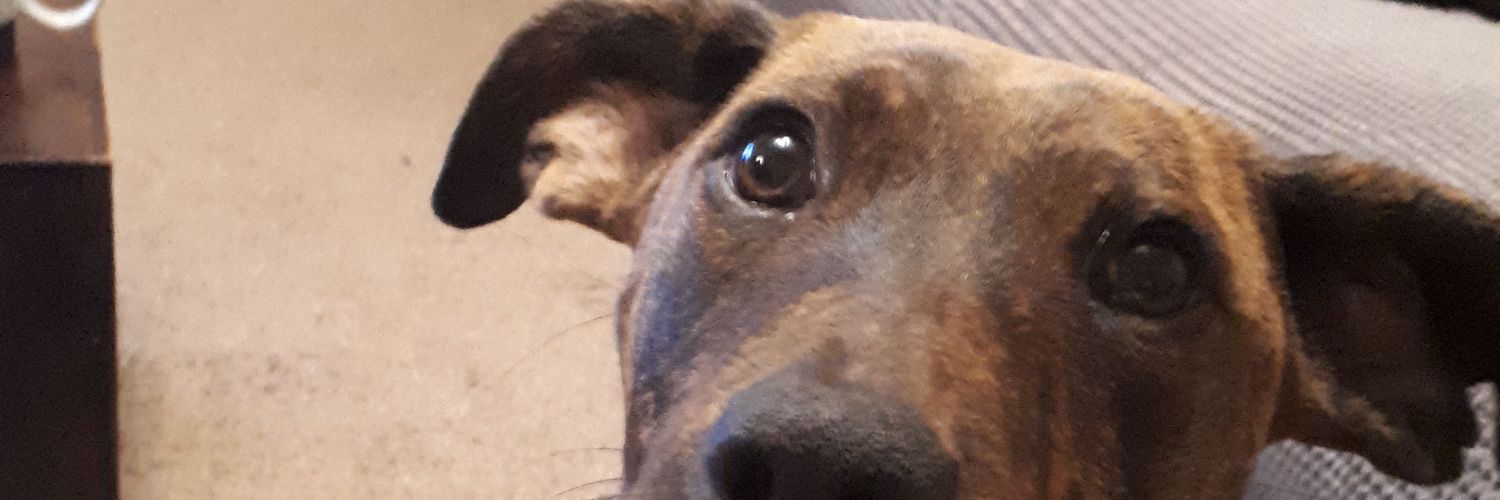 kelseycross's profile banner image