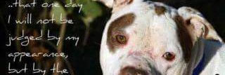 PatriotPups's banner