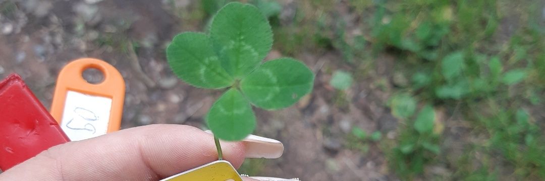 Kitty88🌱🌲 banner