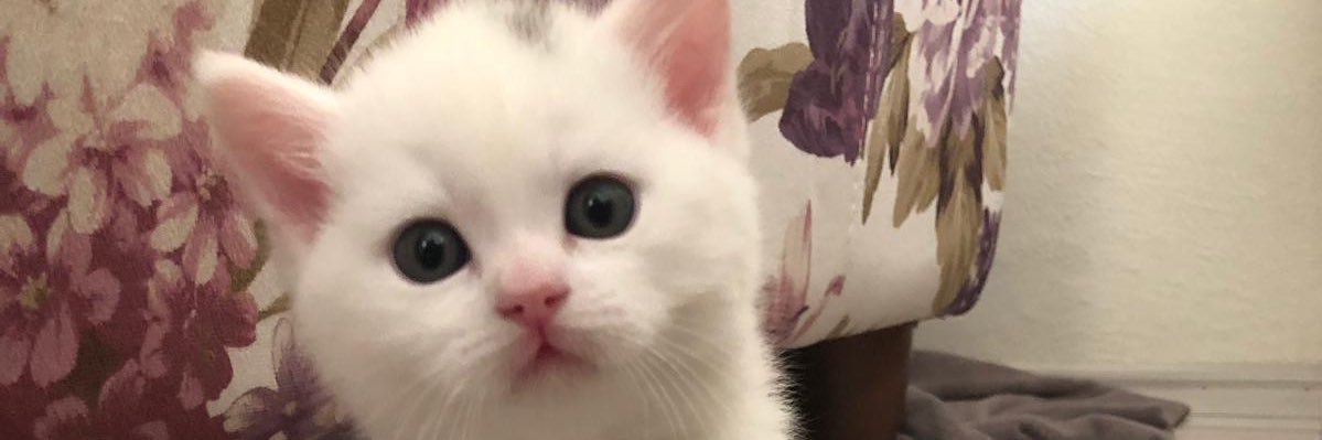 Metin Günçaldı 🆓 banner