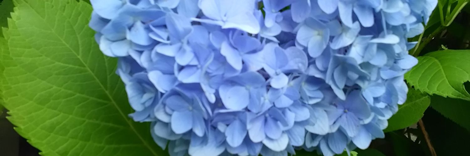 velato's profile banner image