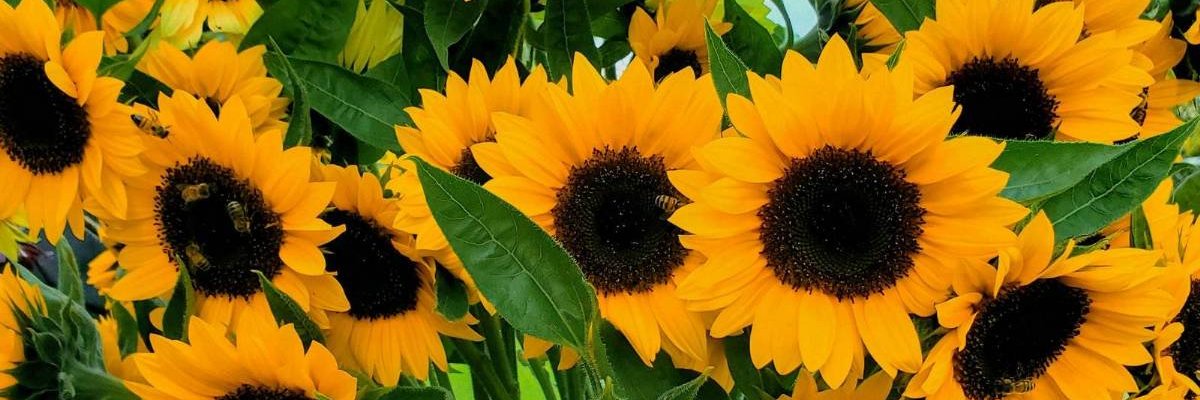 PoorPaula's profile banner image
