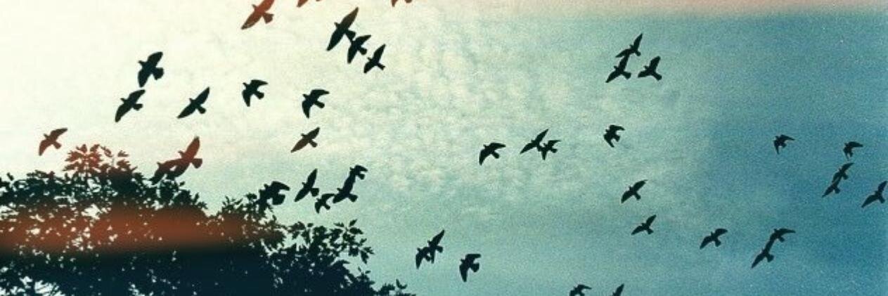 gfitti's profile banner image