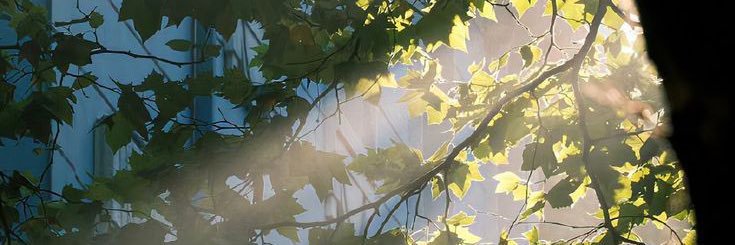 shikamarouhere's profile banner image