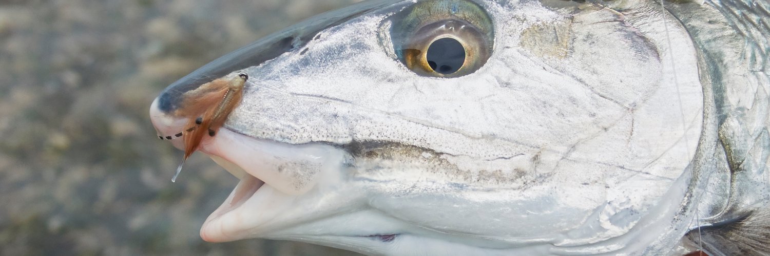 Lifeonthefly_'s profile banner image