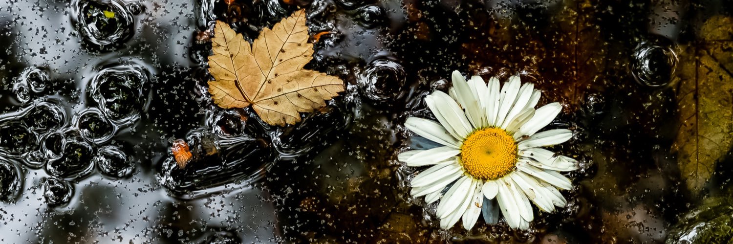 mustbebecca's profile banner image