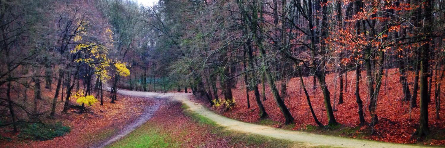 Lainey Lipson banner