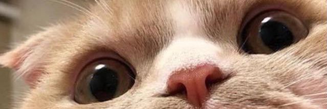 Buuseltntas's profile banner image