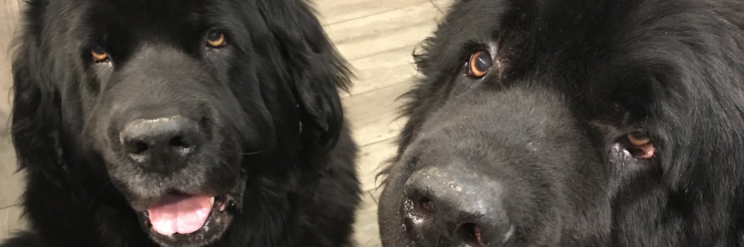 Angel Nemo Newfoundland banner