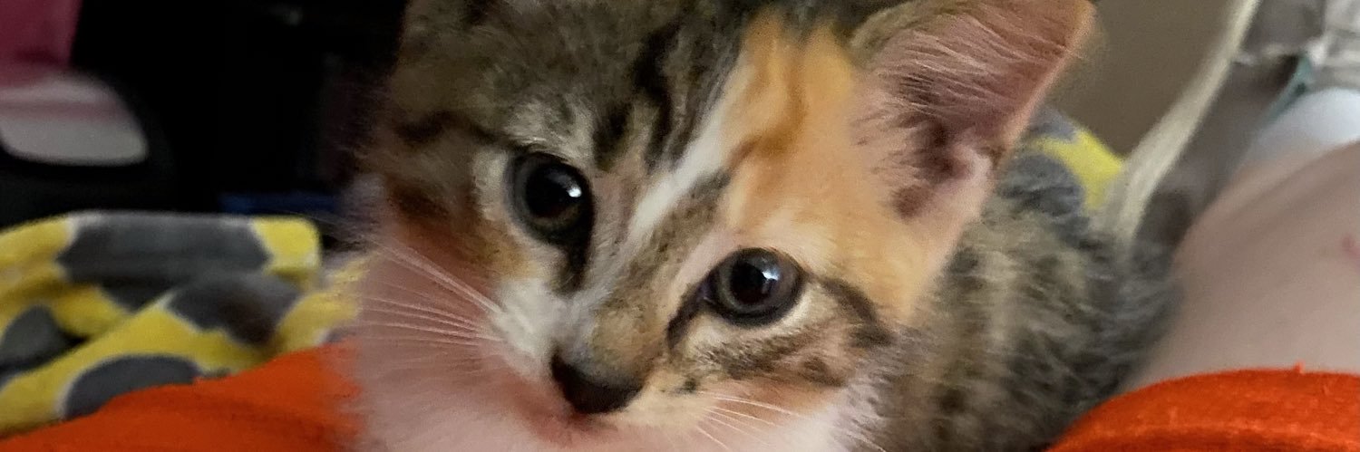 kaylc1's profile banner image
