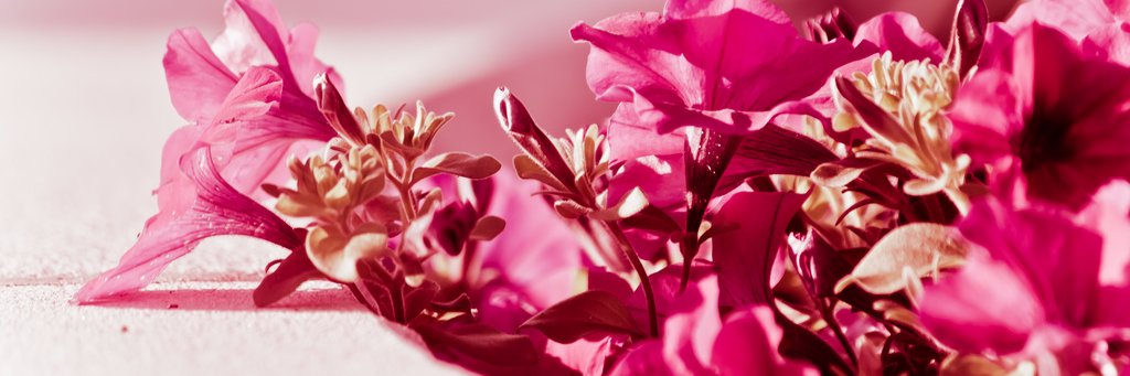 Miia Kollanus banner