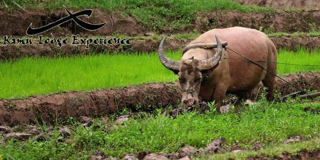 kamulodge's profile banner image