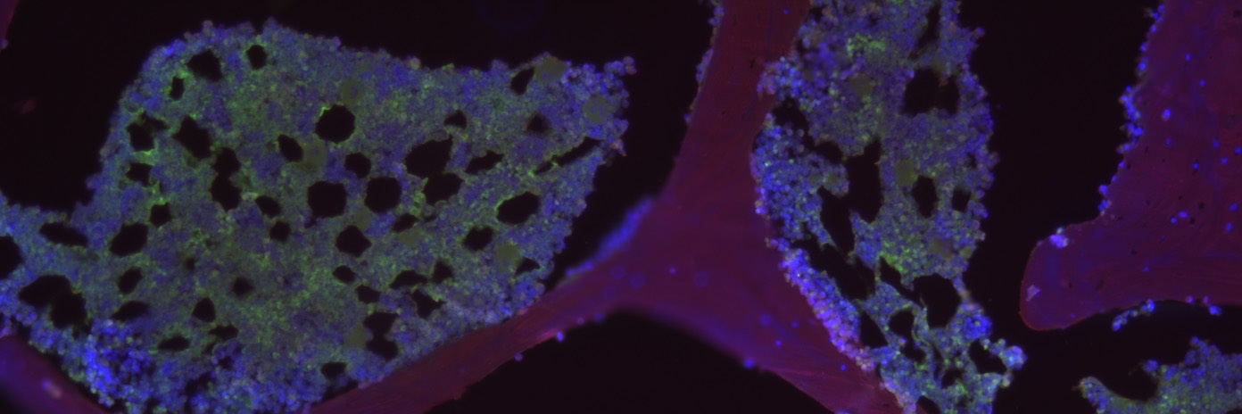 Notre Dame Bioengineering banner