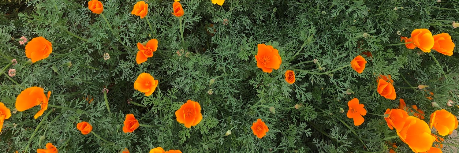 April Economides banner