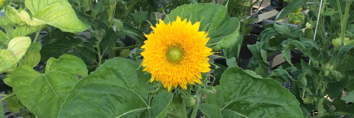 EL Crossley Tech banner