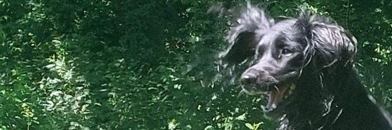 Ineke 🐾 banner