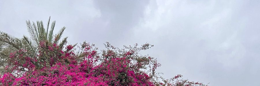 msreahx's profile banner image