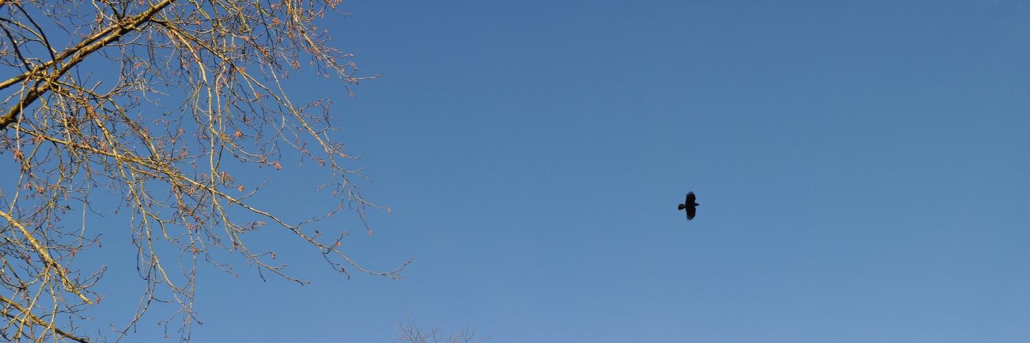 David Gloyn-Cox  🐉 banner