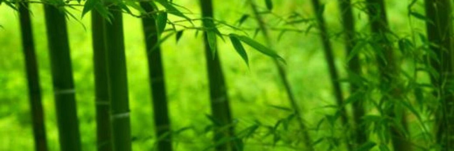 raratiger's profile banner image