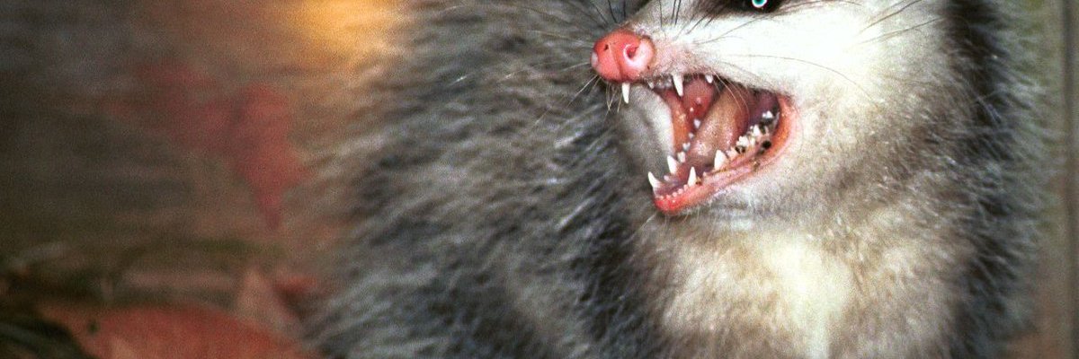 SchauerJohn's profile banner image