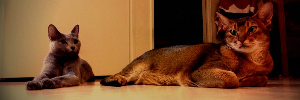 ko2godard's profile banner image