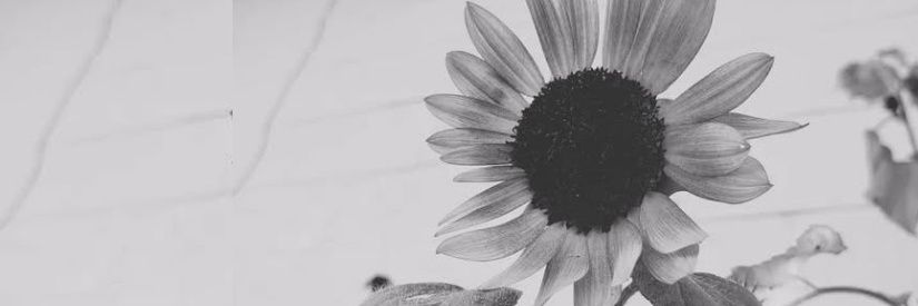 seeleadc's profile banner image