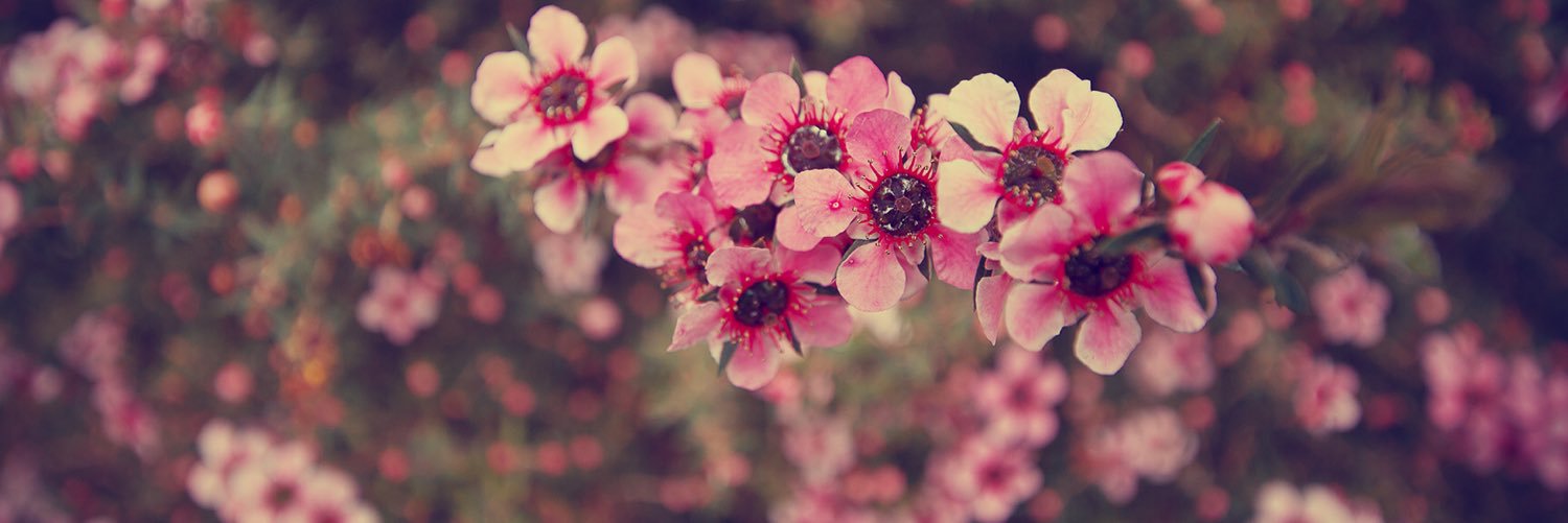 mvcherry's profile banner image