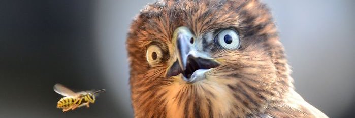 Signor da Vinci banner