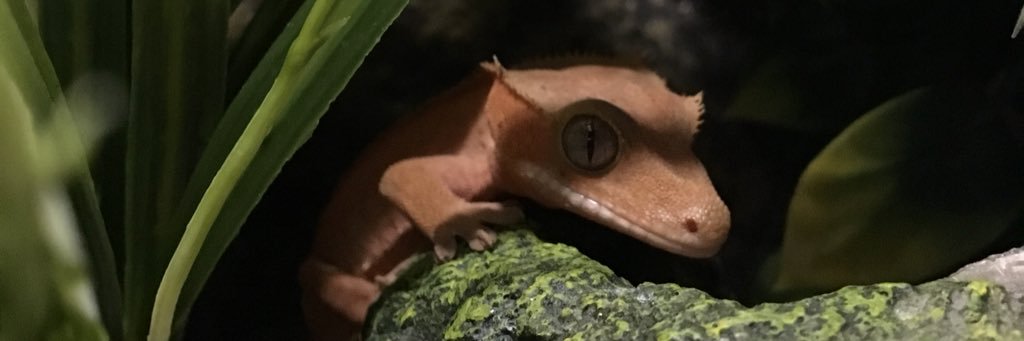 CodyStorm8's profile banner image