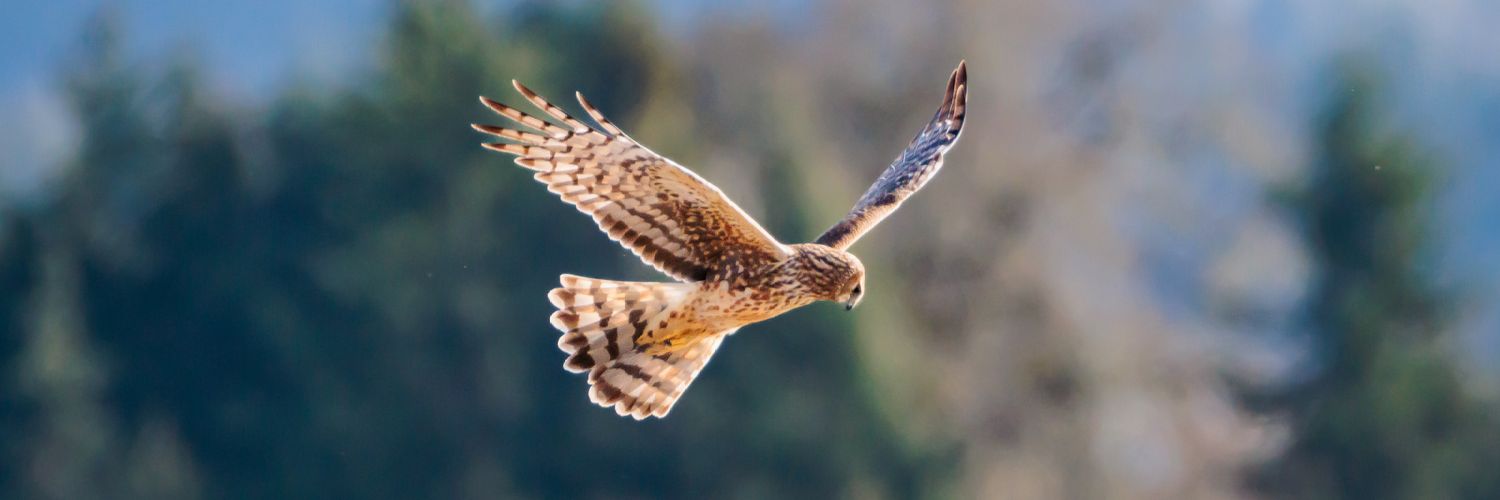 SceneKidSanta 𓅣𓅃 banner