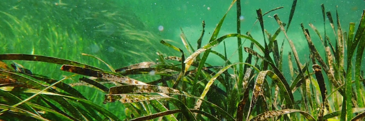 Nicole Foster banner