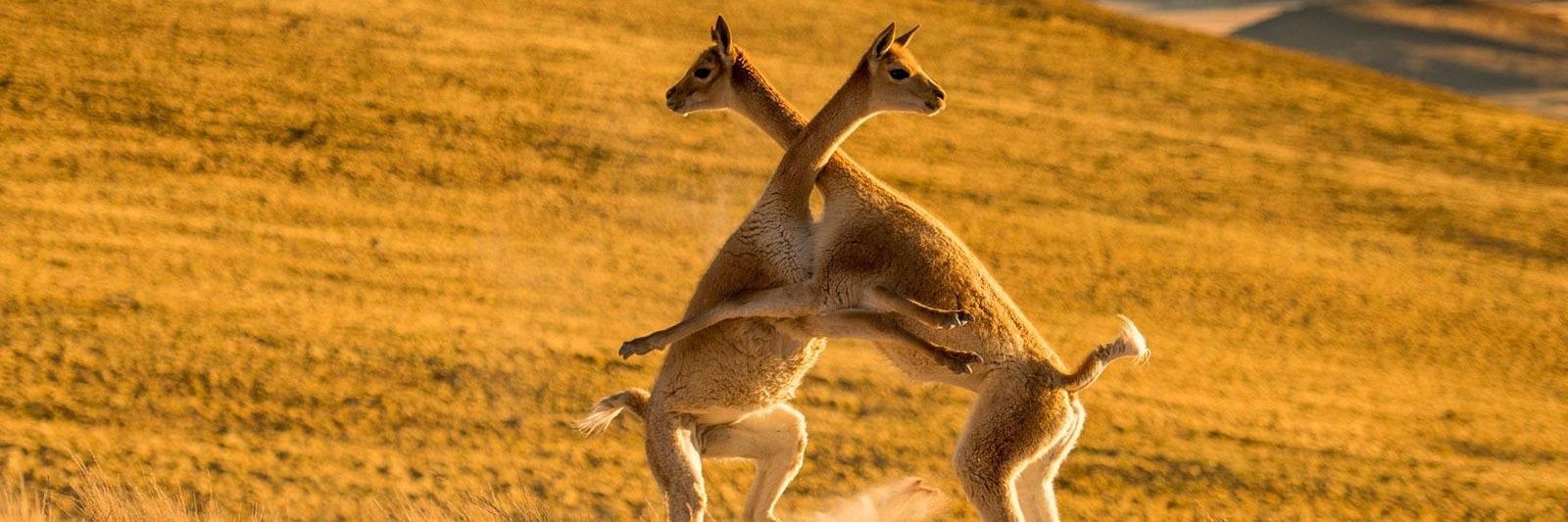 แนทเต้ ♡ banner