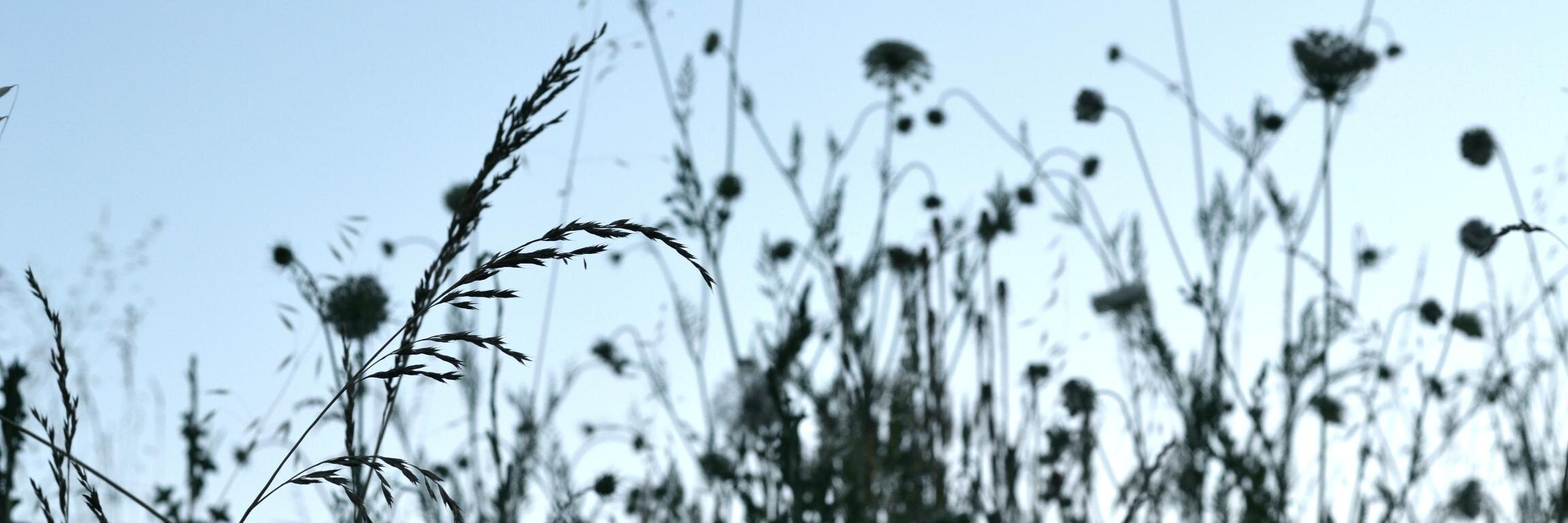 spicewalker's profile banner image