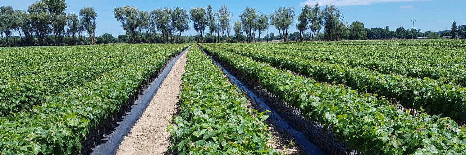 David Amblevert banner