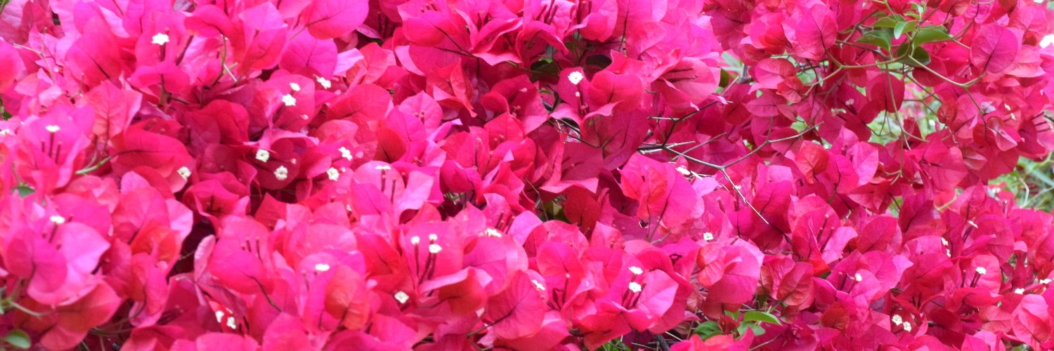 donna4958's profile banner image