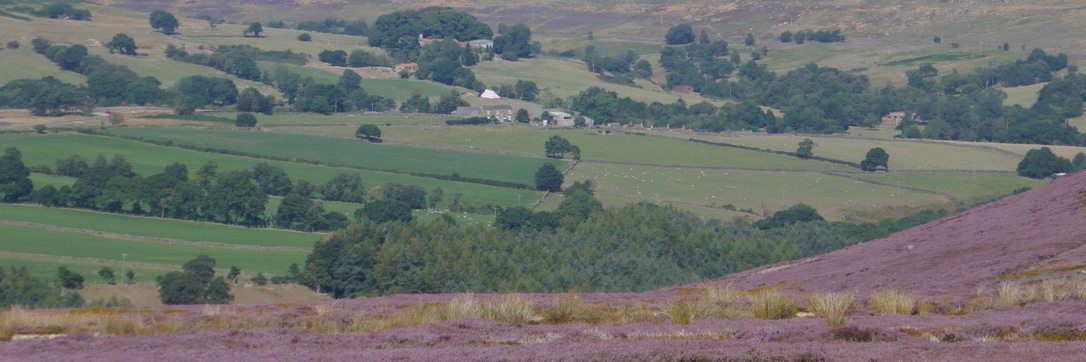 raven_lea's profile banner image