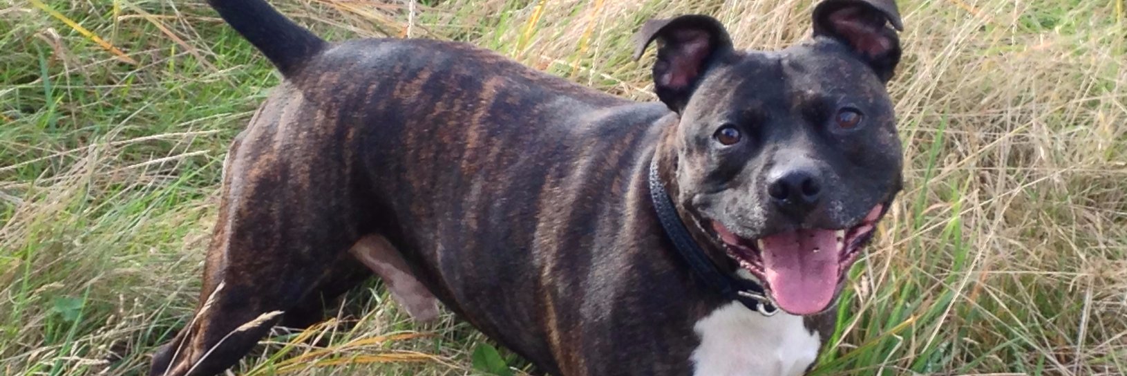 Lisa T Madden banner