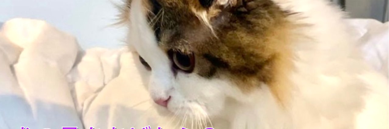 Imarikerori's profile banner image