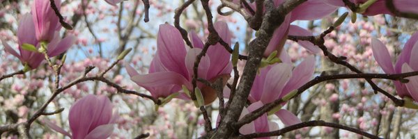 emiliampinto Profile Banner