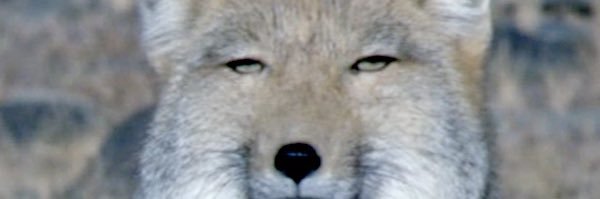 ねこ banner