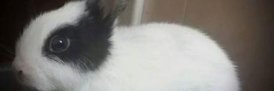 pichigui's profile banner image