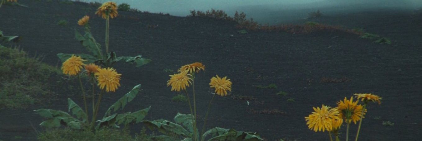 panjiald's profile banner image