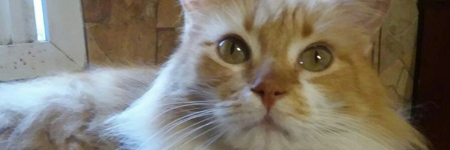UNA TIPA DIVINA banner