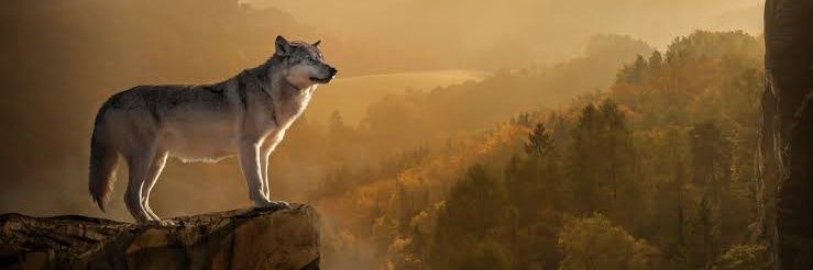 DavidCarrillo_7's profile banner image
